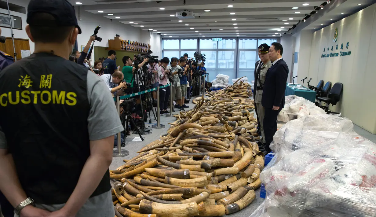 Bea Cukai Hong Kong mengelar konferensi pers terkait penyitaan kargo berisi gading seberat 7,2 ton di Hong Kong, Kamis (6/7). Tiga orang -- satu pria dan dua perempuan-- ditangkap terkait temuan itu. (AP Photo/Kin Cheung)