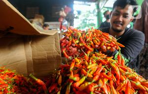 Pedagang memilah cabai merah dan cabai rawit di Pasar Induk Keramat Jati, Jakarta, Kamis (30/11/2023). Harga cabai rawit merah di Pasar Induk Keramat Jati mengalami kenaikan dari Rp 65.000 per kilogram menjadi  Rp 85.000 per kilogram. (merdeka.com/Arie Basuki)