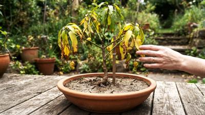 7 Kesalahan Memilih Ukuran Pot yang Bisa Membuat Tanaman Buah Sulit Berkembang