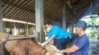 Petugas DKP3 Kota Depok melakukan pemeriksaan terhadap hewan ternak untuk pencegahan PMK. (Istimewa)