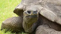 Potret kura-kura Jonathan pada Februari 2019. (dok. Guinness World Records)