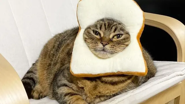 kucing gempal