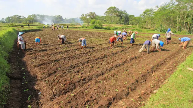Curhat Petani Tembakau, Tertekan Imbas Rancangan Aturan Baru Rokok