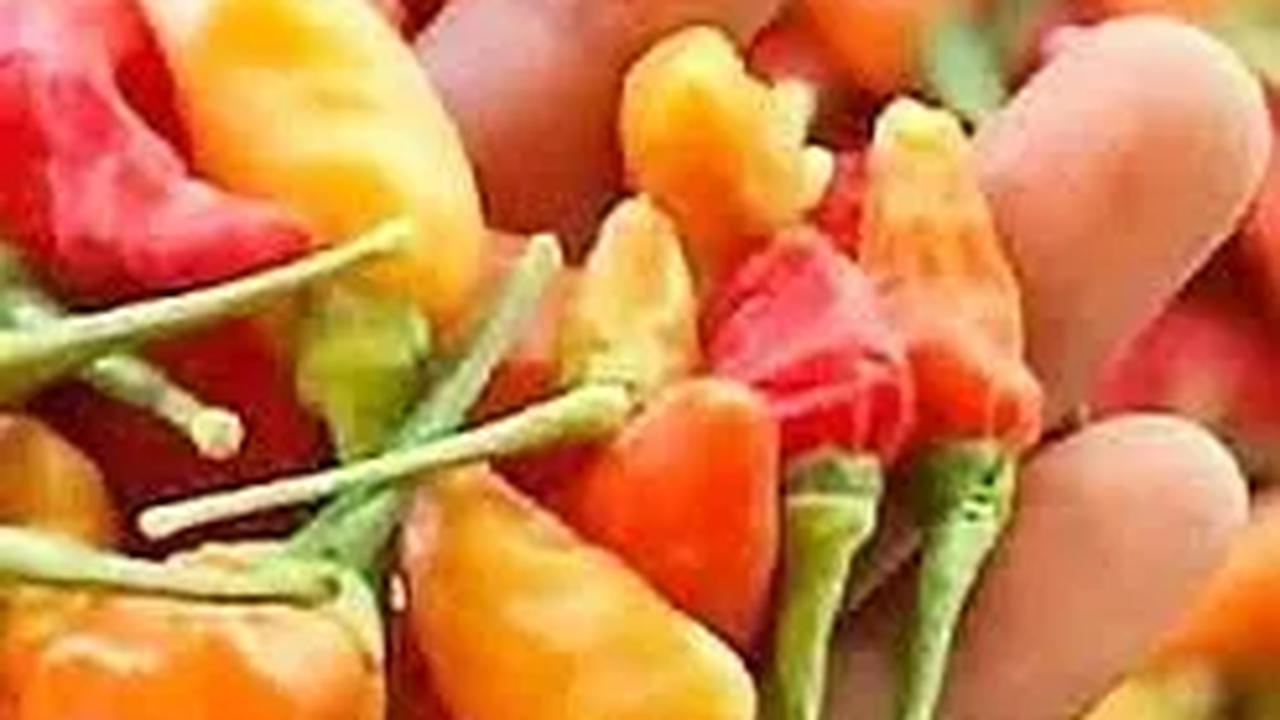 Harga Cabai Rawit Tembus Rp100.000 per Kg, Mendag: Enggak Apa-Apa, Mahal Sekali-Sekali
