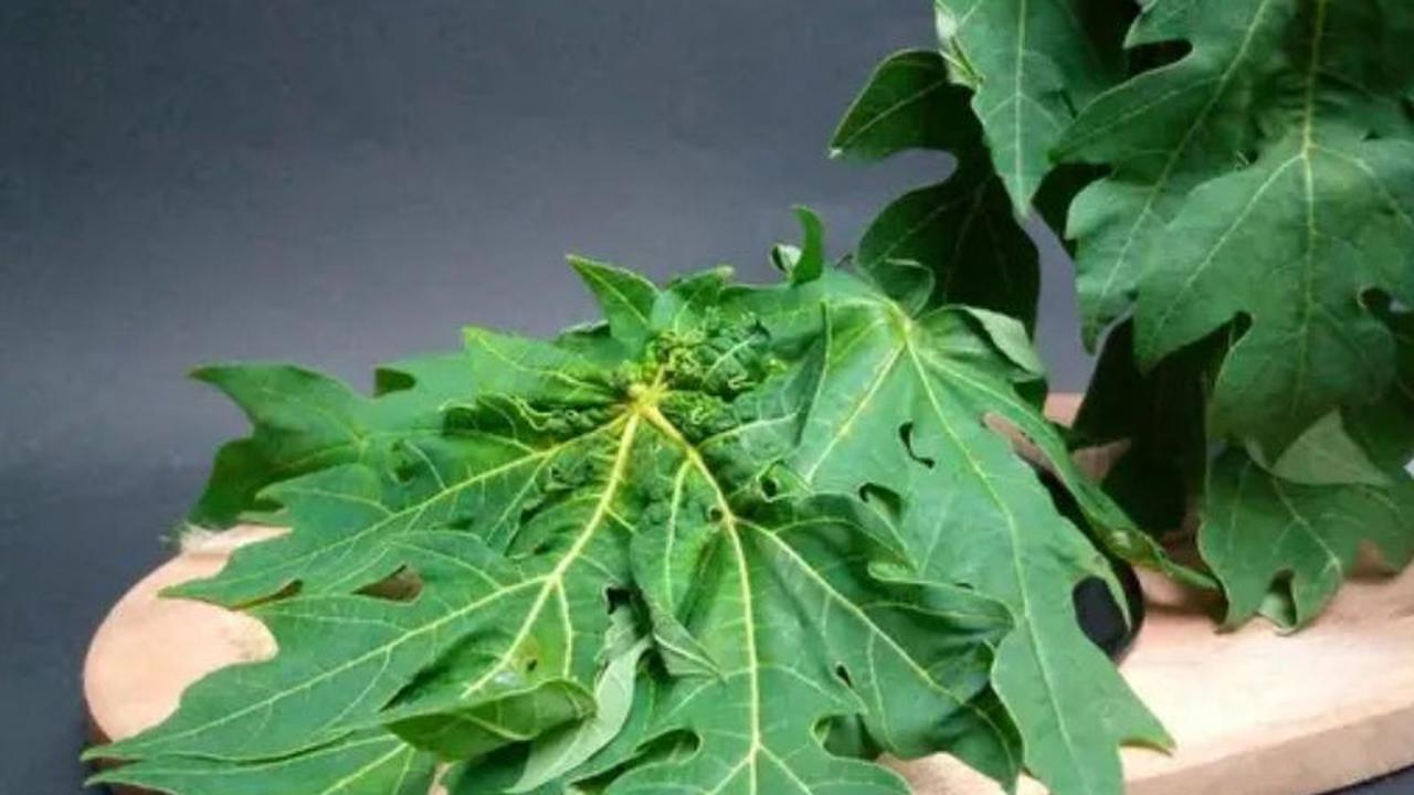 daun pepaya