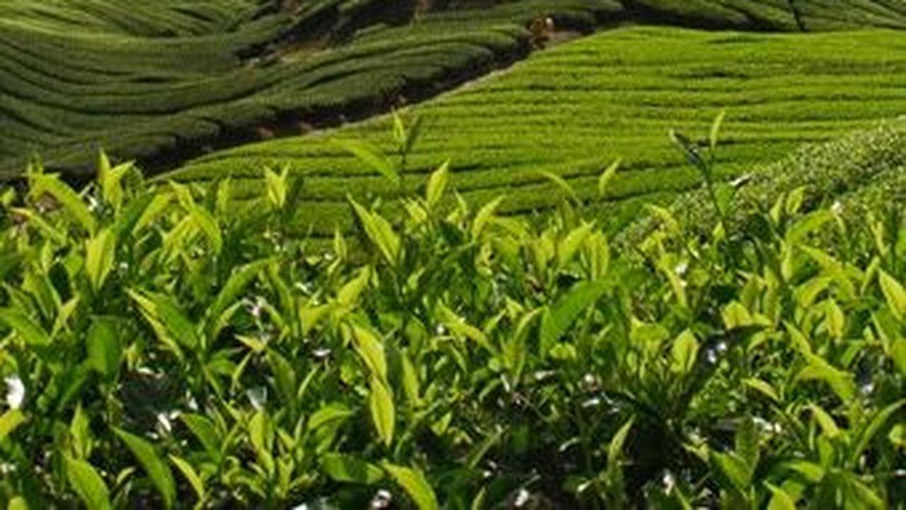 <b>Sejarah Wisata Agro Wonosari Malang</b>