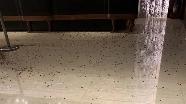 Viral Restoran Ini Dilempari Ratusan Kecoa, Alasannya Bikin Ngelus Dada. (Sumber: odditycentral)