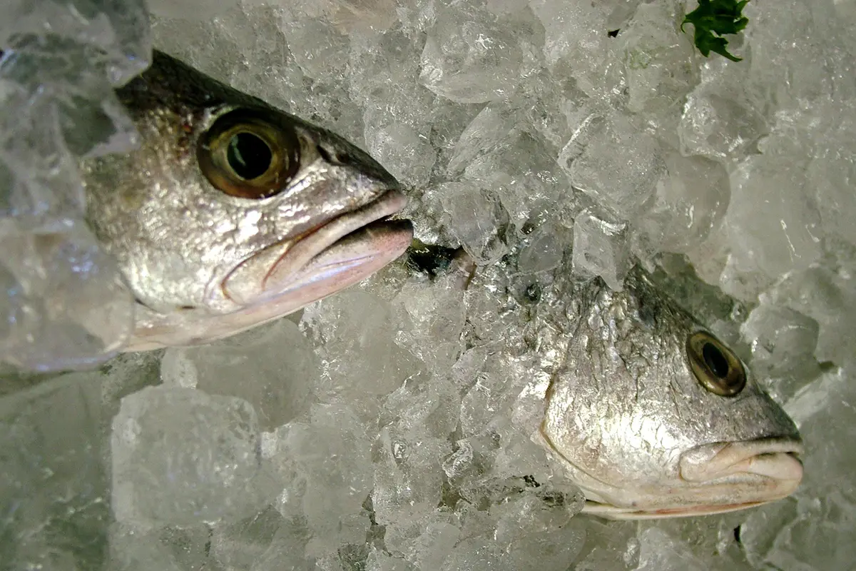 Ajaib, Sudah Dibekukan ke Dalam Kulkas Ikan di Jepang Hidup Lagi