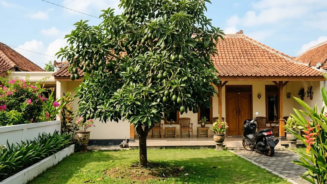 Pohon Alpukat