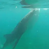 Paus di perairan Filipina yang terlihat seakan hendak menggelitiki seorang gadis. (Youtube)