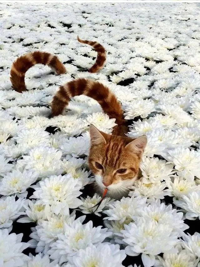 6 Editan Foto Ular Berkepala Kucing Ini Tampak Nyeleneh, Kocak