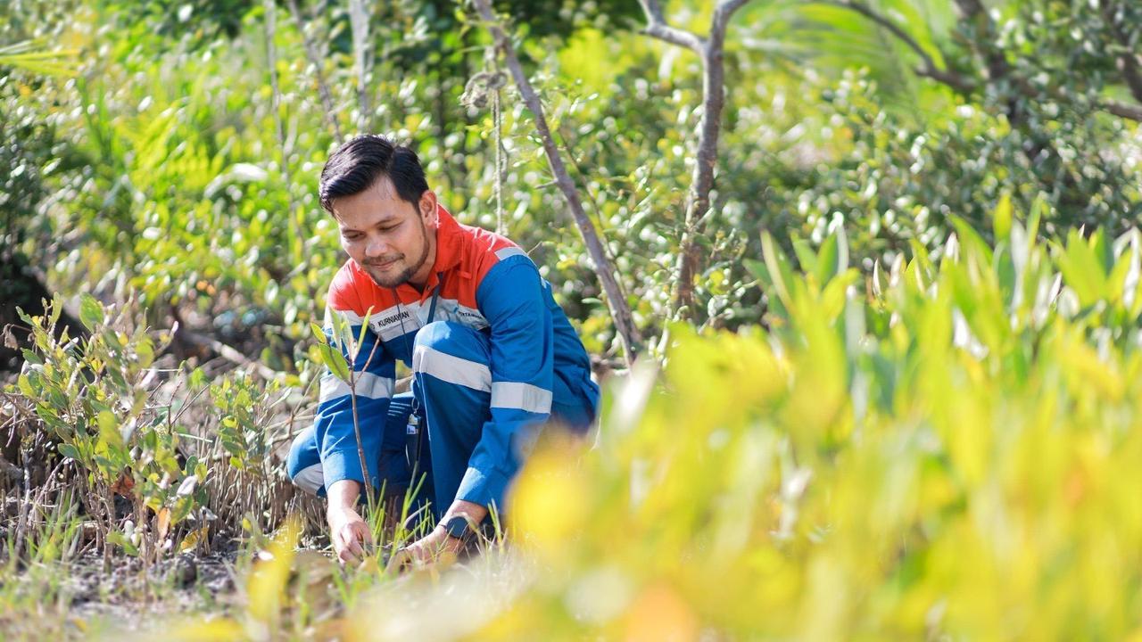 Pertamina Kembangkan Kawasan Mangrove dan Pengelolaan Sampah di Kamal Muara