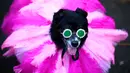 Seekor anjing mengenakan kostum ala Rihanna menghadiri Tompkins Square Halloween Dog Parade di Manhattan, New York City, Amerika Serikat, Minggu (20/10/2019). (Johannes EISELE/AFP)