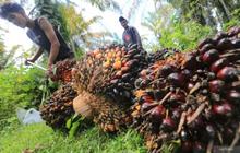 Mengapa Petani Sawit Mandiri Sulit Jual Kredit RSPO? SPKS Desak Perbaikan Sistem Pasar