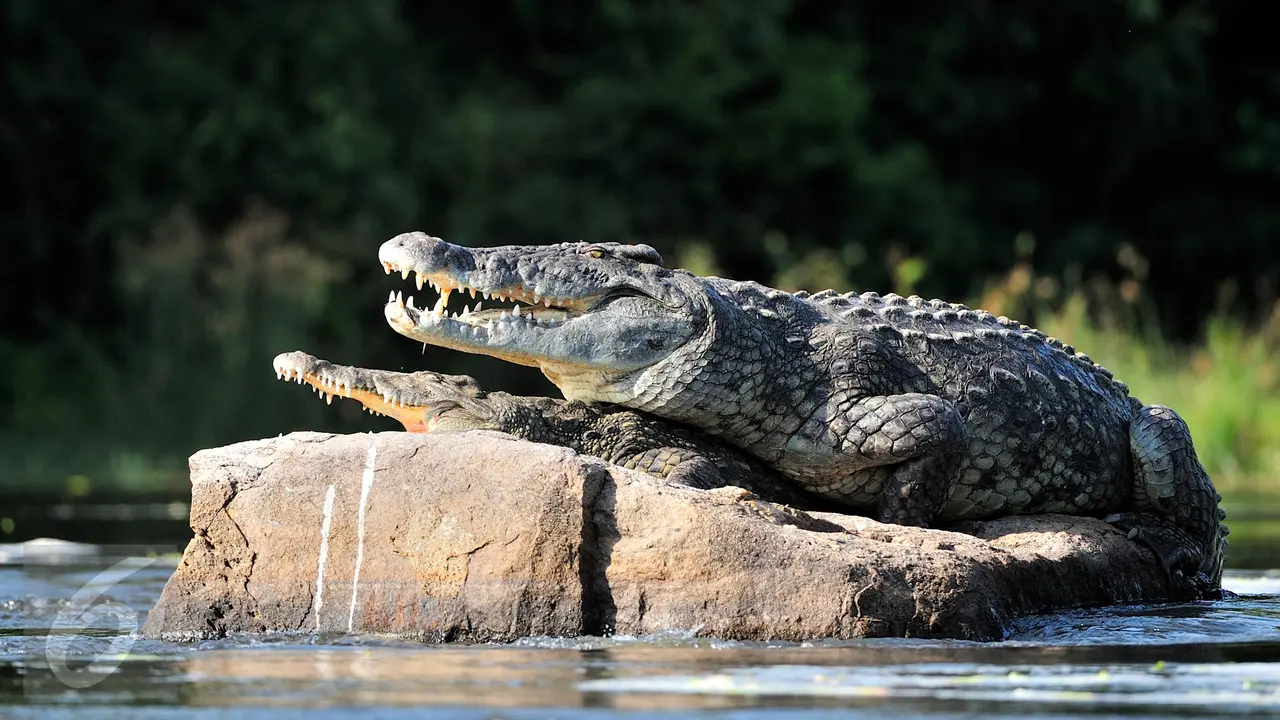 Binatang Buas Buaya