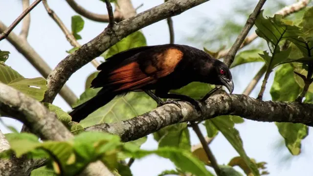 15 Burung yang Memiliki Telur Berwarna Biru