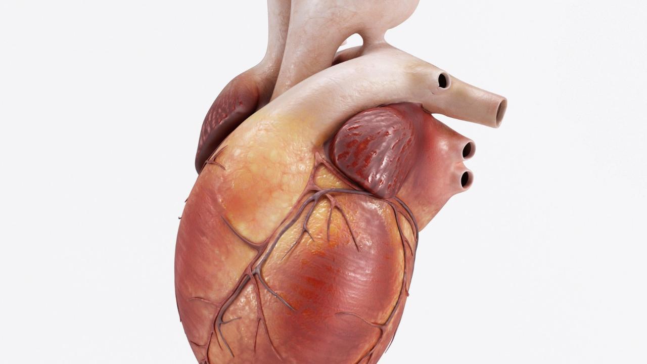 Ilustrasi Hati