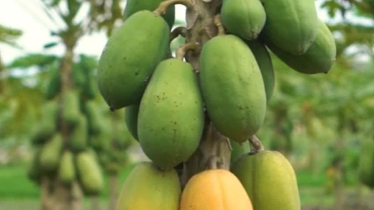Pepaya