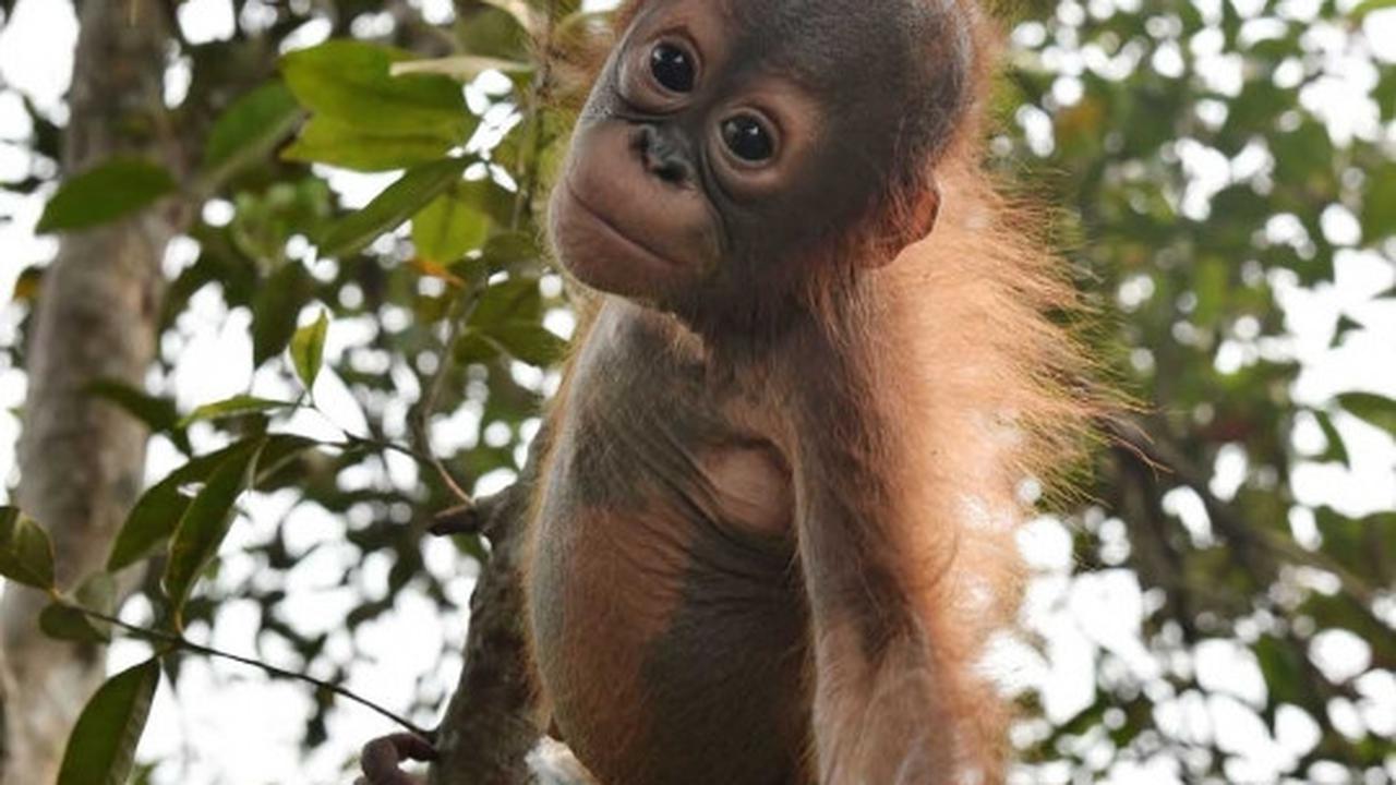 Menengok bayi orang utan selamat dari kebakaran hutan Palangkaraya