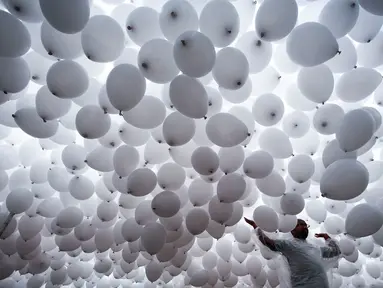 Ribuan balon dilepaskan ke langit Sao Paulo oleh Anggota Kamar Dagang dan Industri di Brasil, Jumat (29/12). Sekitar 50 ribu balon diterbangkan sebagai bagian dari perayaan dan sambutan hangat pada tahun yang baru. (Miguel SCHINCARIOL / AFP)