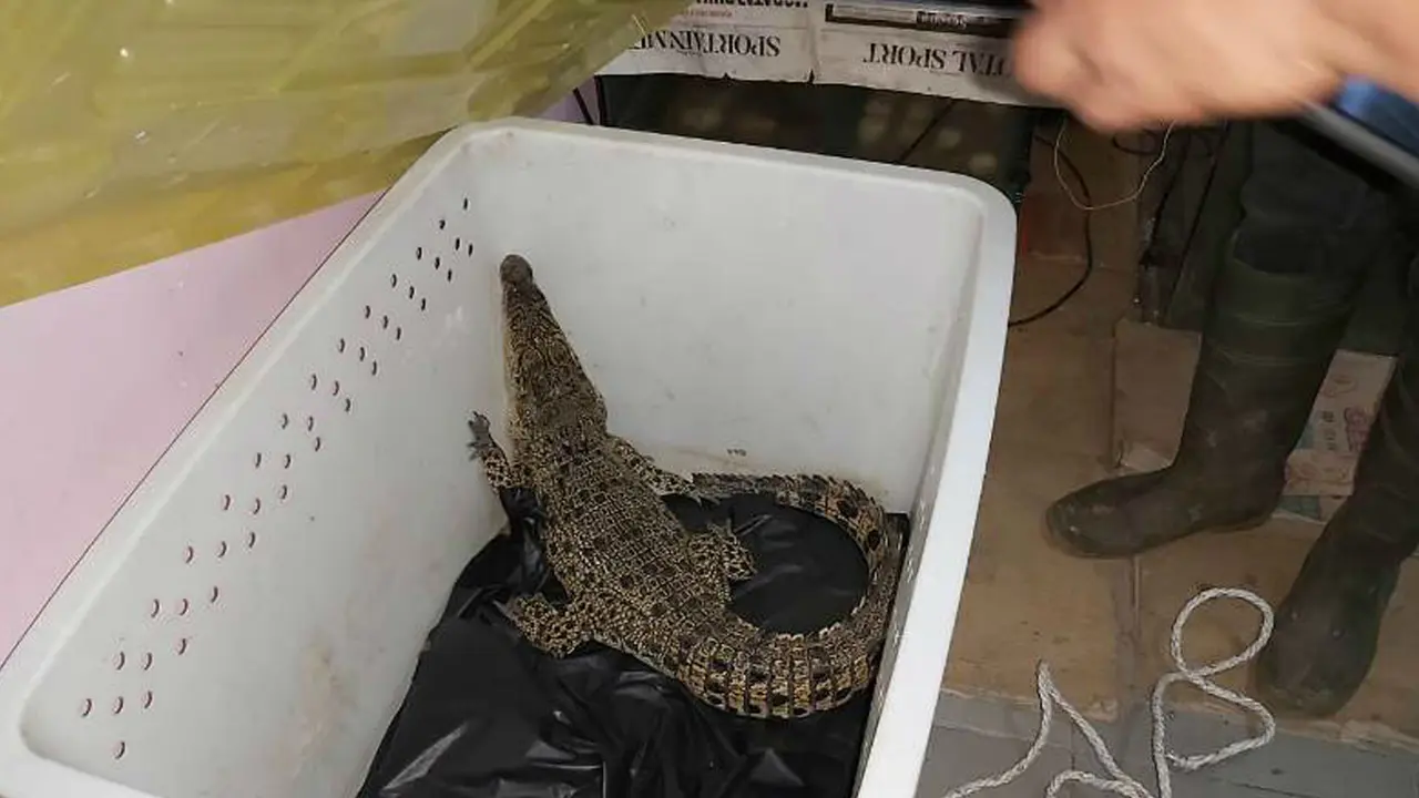Penemuan Buaya di atas Rumah Buka Modus Perdagangan Satwa