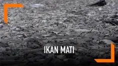Ribuan ikan mati dalam beberapa hari terakhir di Laguan Pantai Trisik, Kulonprogo. Diduga ikan-ikan itu mengalami keracunan.