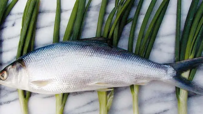 (C) thefishsociety.com