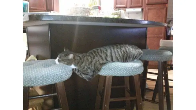 Potret 7 Kucing Rebahan Ini Bikin Geleng Kepala
