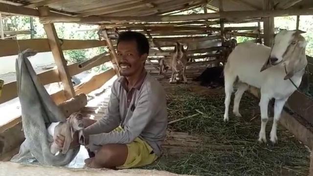Kambing mata satu