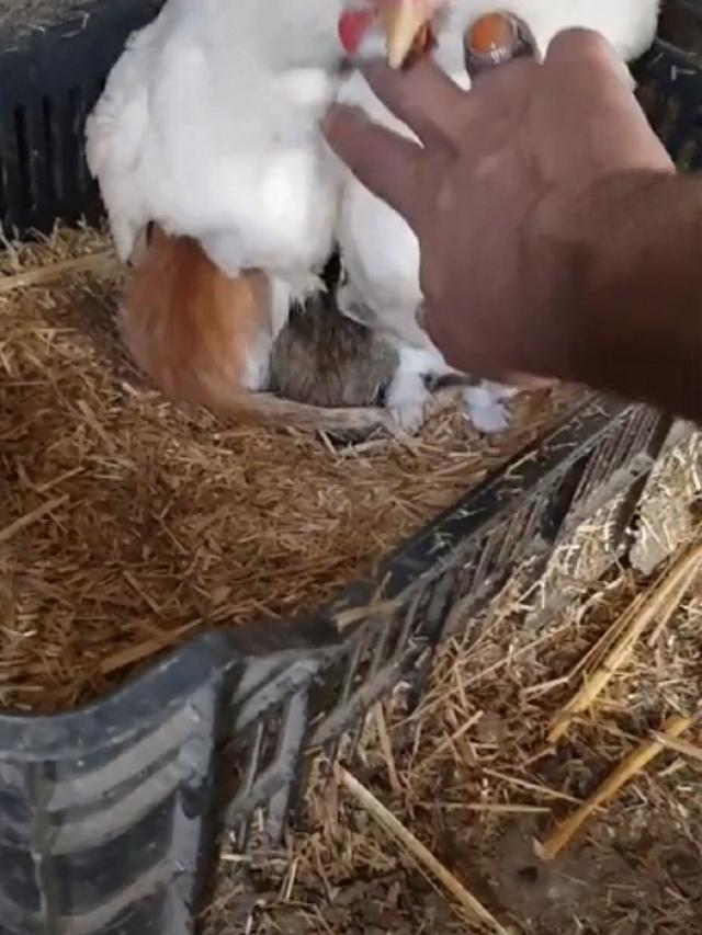 Viral Aksi Induk Ayam “Mengerami” Kucing Bikin Gemas Warganet