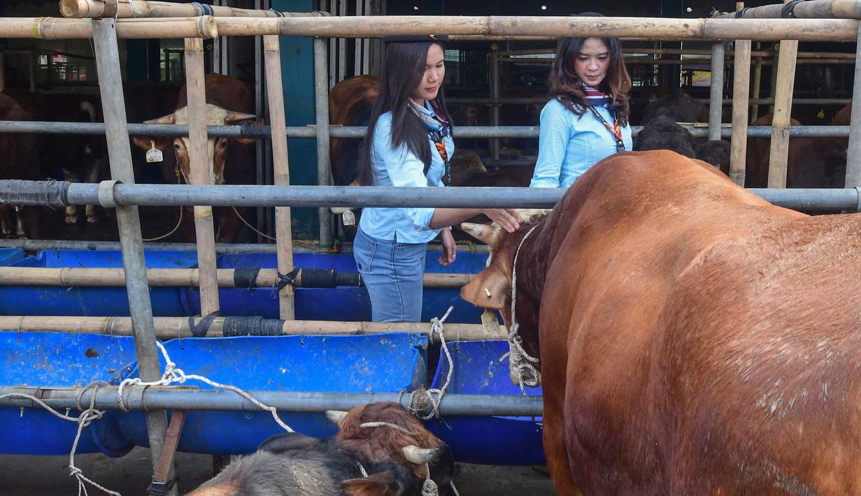 Selain menyambut konsumen, para SPG juga membantu memberikan informasi mengenai jenis hewan, status kesehatan, hingga kisaran harga hewan kurban yang tersedia. Tampak dalam foto, dua Sales Promotion Girl (SPG) dengan mengenakan kostum ala pramugari menunjukkan hewan qurban di Mall Hewan Qurban H. Doni, Depok, Jawa Barat, Senin (11/5/2026). (merdeka.com/Arie Basuki)
