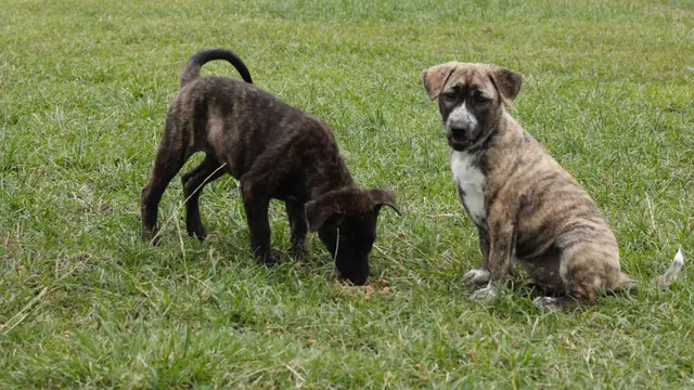 Bali mulai lakukan pelarangan konsumsi daging anjing