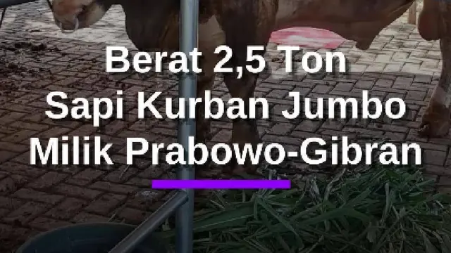 Penampakan Sapi Kurban Jumbo Milik Prabowo-Gibran, Total Bobot Berat Capai 2,5 Ton