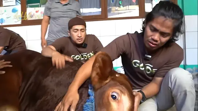 Sapi Kurban Irfan Hakim