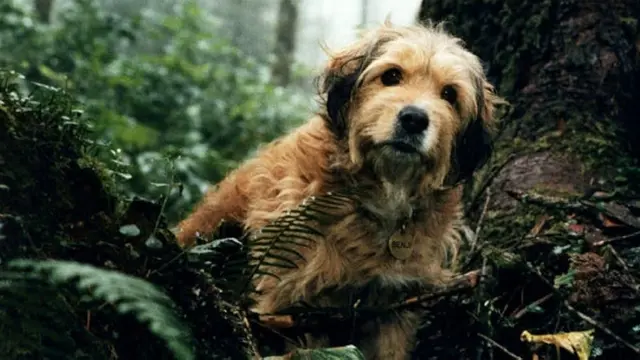 Benji (1974)