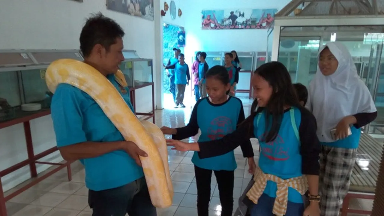 Murid SDN Ciremai Giri Cirebon antusias memegang ular sanca albino yang dipegang penjaga ular di taman reptil Sanggaluri Park Purbalingga, Sabtu (4/1). (Foto: Liputan6.com/Afgani Dirgantara)