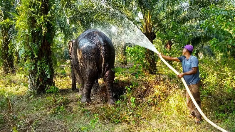 Gajah betina terakhir di kantong Rokan Hilir disemprot setelah dievakuasi dari habitat terakhirnya.