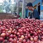 Petani kopi sedang menyortir dan membersihkan ceri kopi yang baru dipetik (Hermawan Arifianto/Liputan6.com)