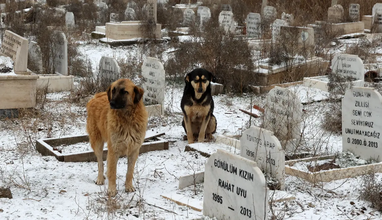 Anjing berdiri dekat kuburan di Pemakaman untuk tempat hewan peliharaan dimakamkan di Ankara, Turki. Pemakaman hewan, yang didirikan oleh Kota Metropolitan Ankara pada tahun 1997, tidak digunakan lagi sejak tahun 2014. (Adem ALTAN/AFP)