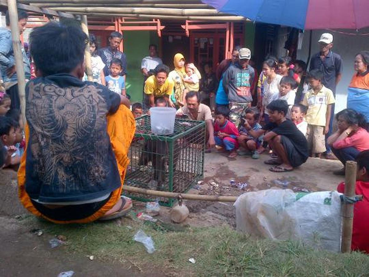 Penasaran, warga ramai-ramai tonton 'babi ngepet'