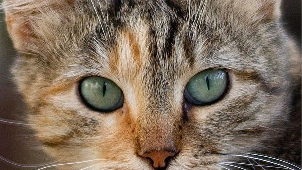Tips Jitu Mencegah Kerontokan pada Bulu Kucing, Lakukan Beberapa Cara Ini