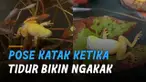 Sudah seperti manusia saja. Pose katak ini tidur dengan berbaring bikin ngakak.