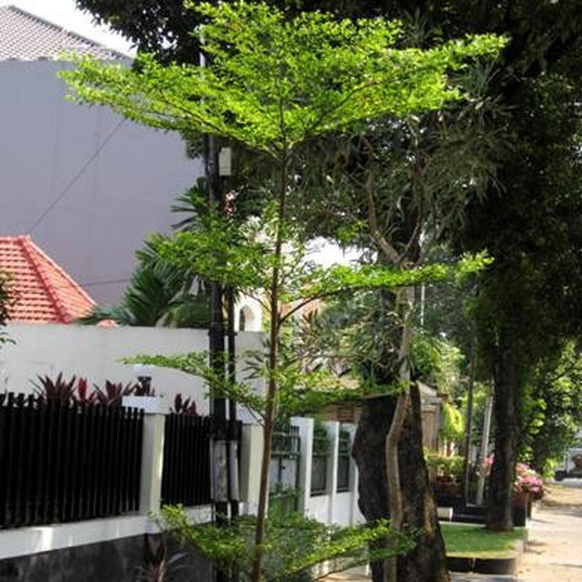 Ketapang Kencana