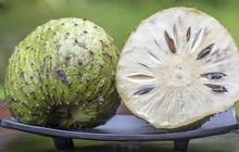 Metode Mematangkan Sirsak Hanya dengan Satu Bahan Agar Lebih Empuk dan Nikmat
