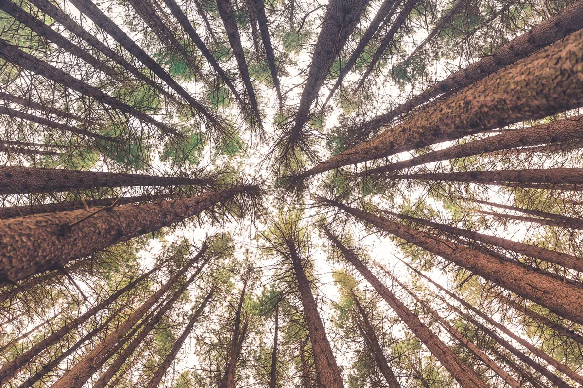 Ilustrasi pohon pinus