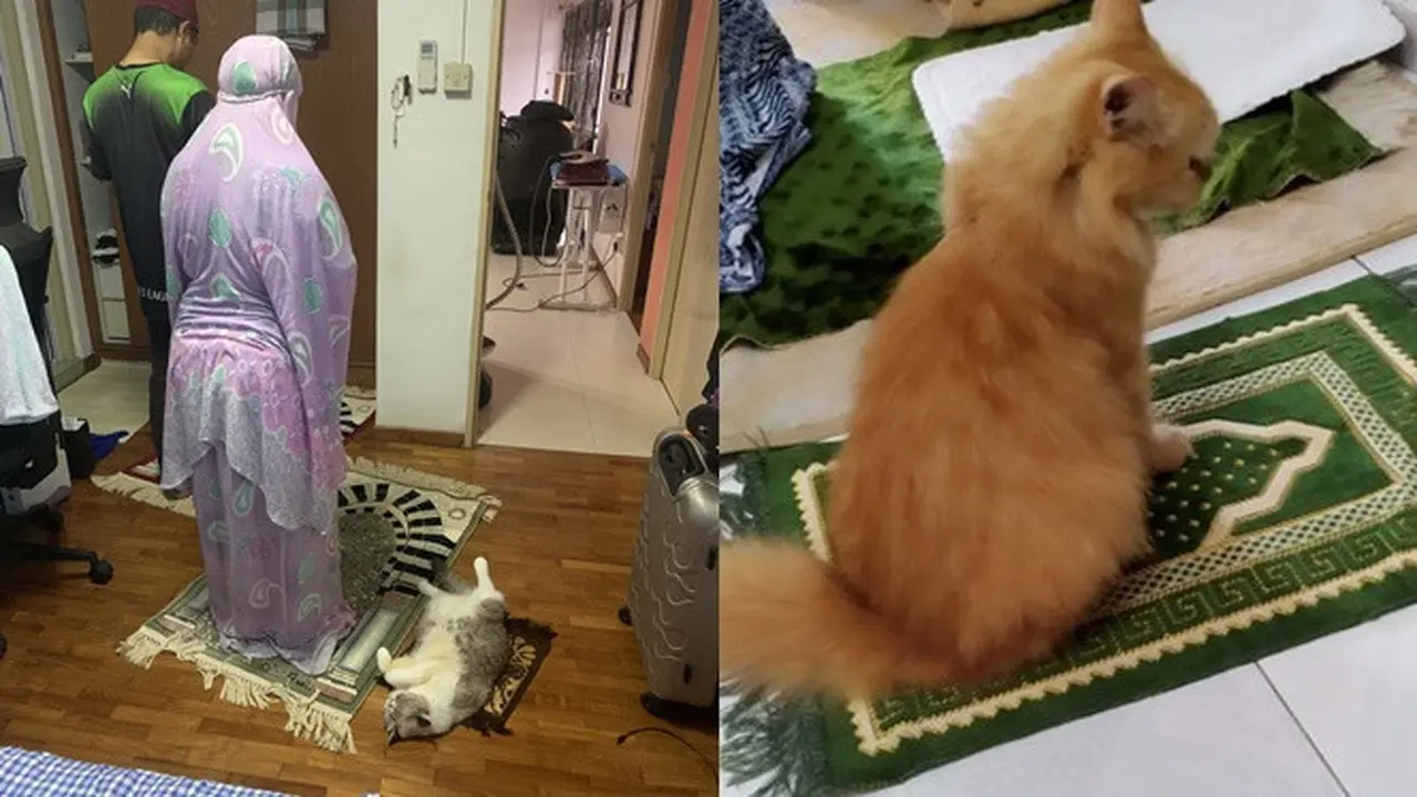 6 Potret Lucu Kucing Temani Salat Tarawih, Bikin Gemas