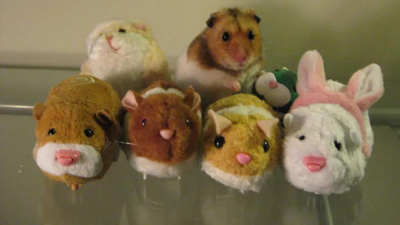 Kenali Jenis Hamster Lucu yang Bisa Dipelihara, Begini Tips Merawatnya
