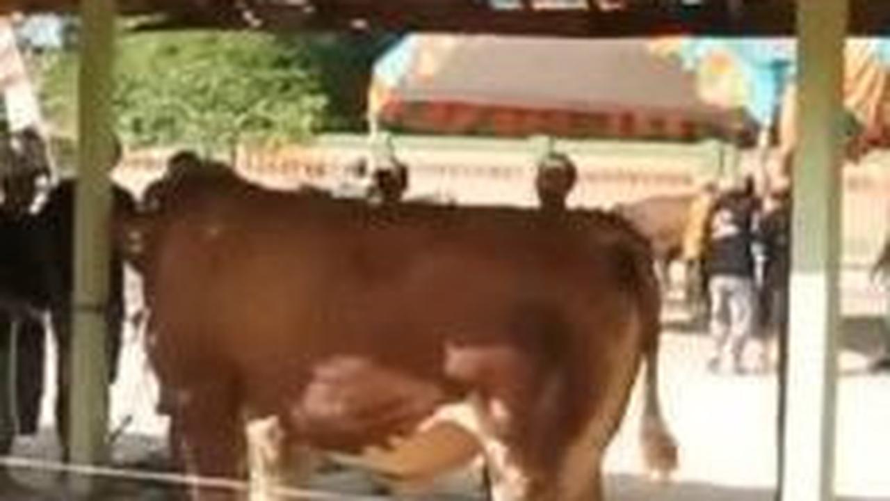 Dari berbagai video yang beredar di media sosial, tampak banyak sapi mengamuk saat hendak disembelih. Hewan berukuran jumbo itu lari tunggang langgang tak tentu arah.