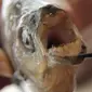 Ikan pacu yang memiliki gigi seperti manusia. (Australiascope)