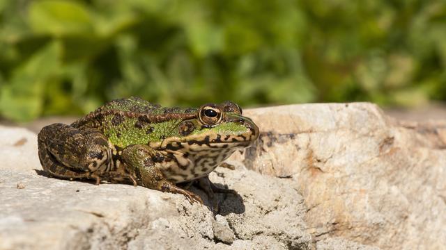 Ilustrasi kodok, katak